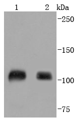 SP1 Rabbit mAb