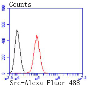 Src Rabbit mAb