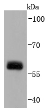 Src Rabbit mAb