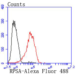 67kDa Laminin Receptor Rabbit mAb