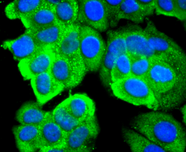 67kDa Laminin Receptor Rabbit mAb