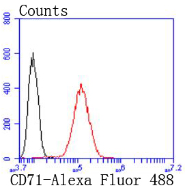 Transferrin Receptor (CD71) Rabbit mAb