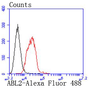 ABL2 Rabbit mAb