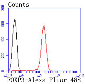 FOXP3 Rabbit mAb