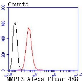 MMP13 Rabbit mAb