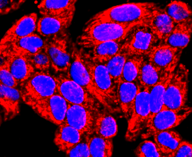 MMP13 Rabbit mAb