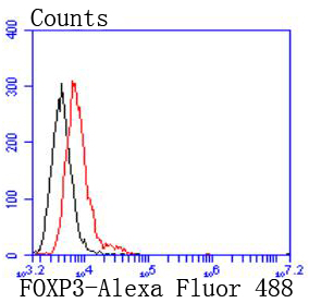 FOXP3 Rabbit mAb