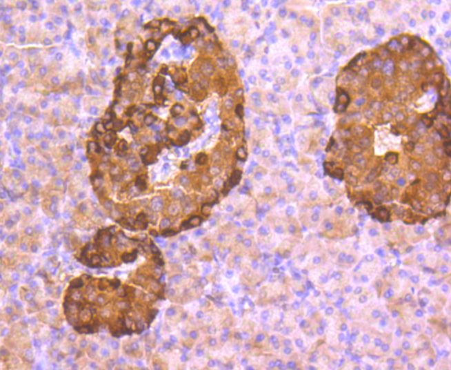 Glucagon Rabbit mAb