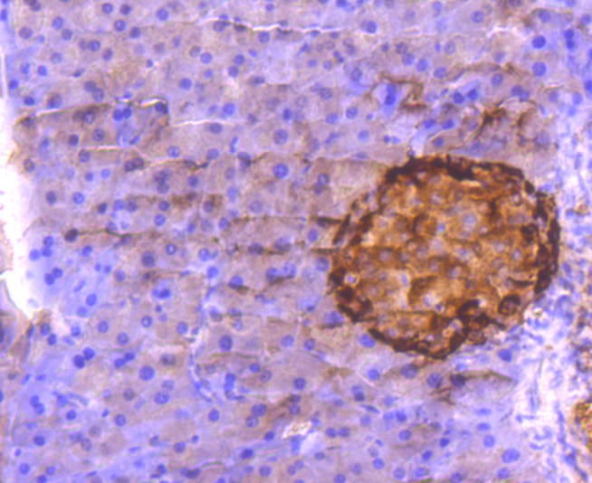 Glucagon Rabbit mAb