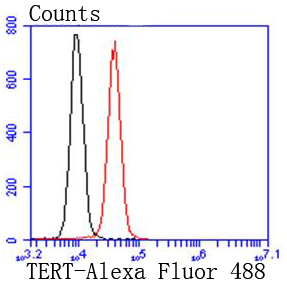 Telomerase reverse transcriptase Rabbit mAb