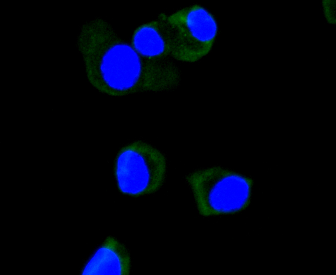 Apolipoprotein A1 Rabbit mAb