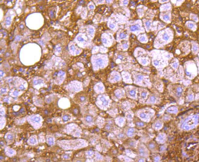 Apolipoprotein A1 Rabbit mAb