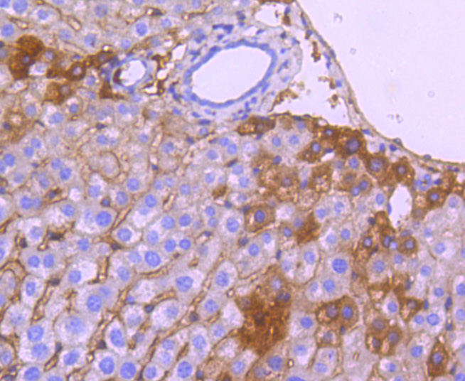 Apolipoprotein A1 Rabbit mAb