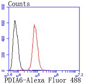 PDIA6 Rabbit mAb