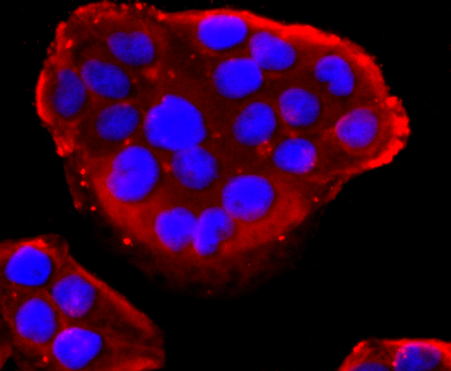 PDIA6 Rabbit mAb