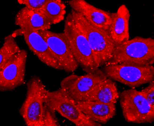 PDIA6 Rabbit mAb