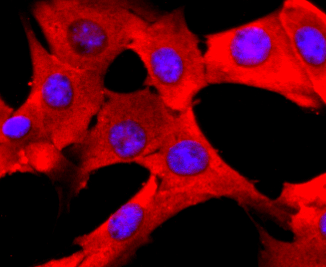 PDIA6 Rabbit mAb