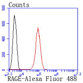 RAGE Rabbit mAb