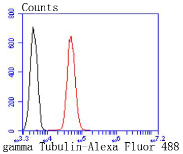 gamma Tubulin Rabbit mAb