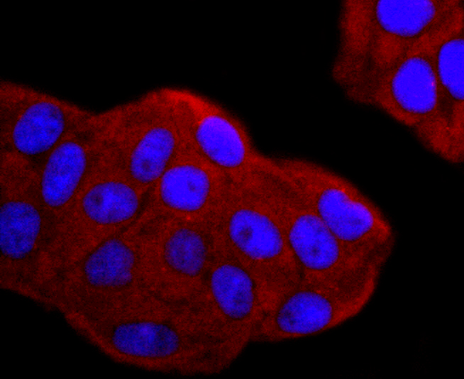 gamma Tubulin Rabbit mAb