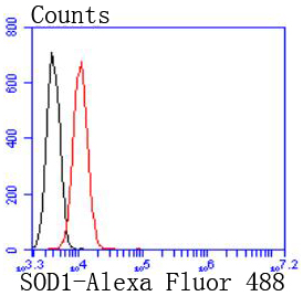 Superoxide Dismutase 1 Rabbit mAb