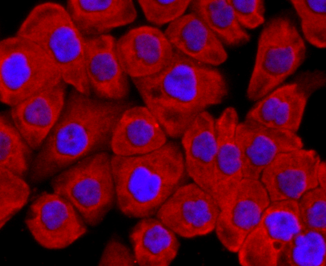 Argonaute 2 Rabbit mAb