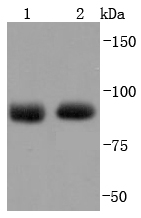 Argonaute 2 Rabbit mAb