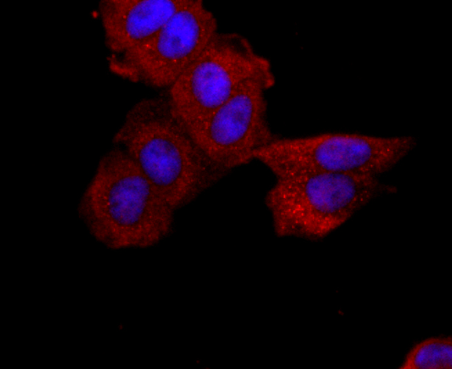 ABCG2 Rabbit mAb