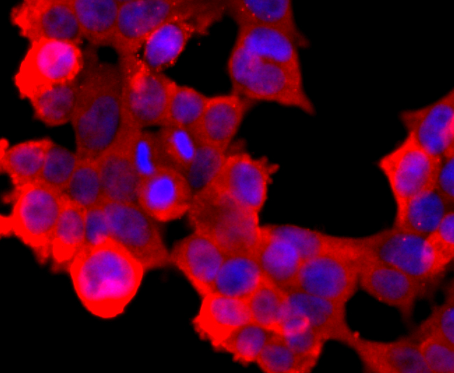 ABCG2 Rabbit mAb