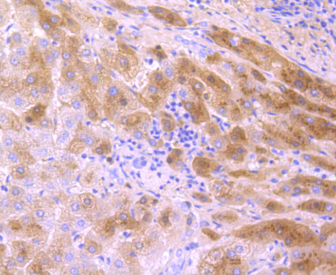 Prealbumin Rabbit mAb