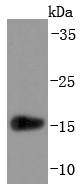 Prealbumin Rabbit mAb