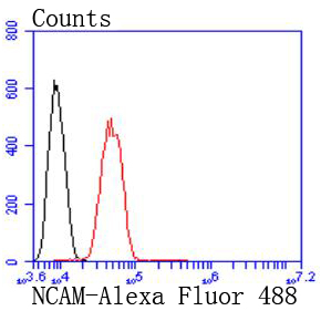 NCAM Rabbit mAb