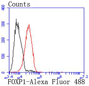 FOXP1 Rabbit mAb