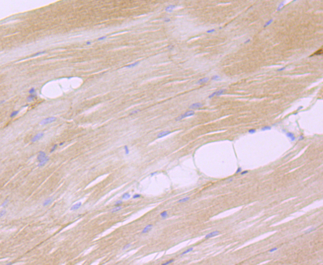 Dysferlin Rabbit mAb