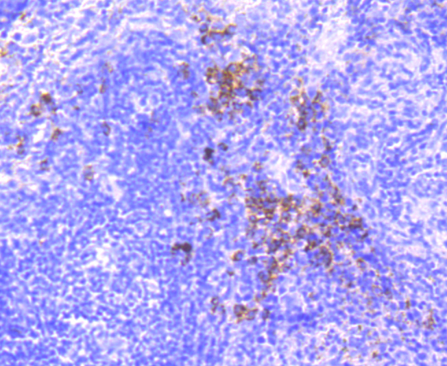 Dysferlin Rabbit mAb