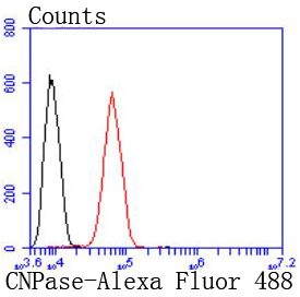 CNPase Rabbit mAb