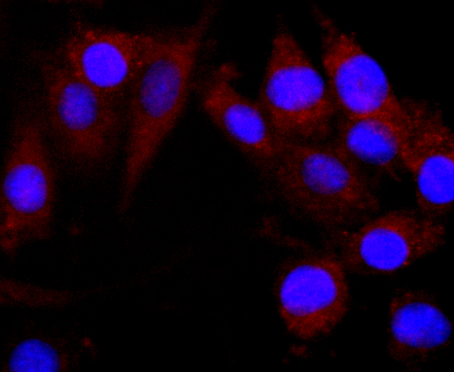 CNPase Rabbit mAb