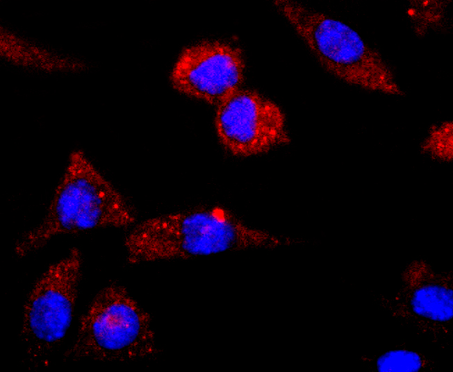 CNPase Rabbit mAb