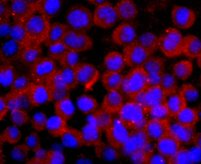 CNPase Rabbit mAb