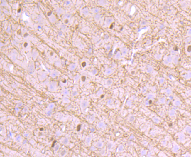 CNPase Rabbit mAb