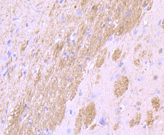 CNPase Rabbit mAb