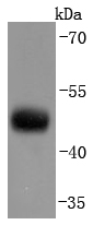 CNPase Rabbit mAb