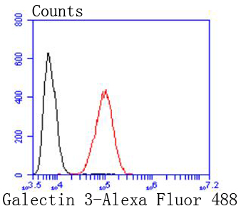 Galectin 3 Rabbit mAb