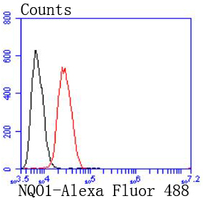 NQO1 Rabbit mAb