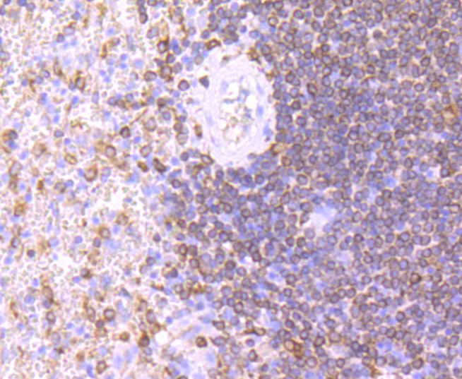 CD74 Rabbit mAb