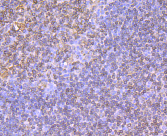 CD74 Rabbit mAb