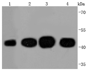 Actin Rabbit mAb