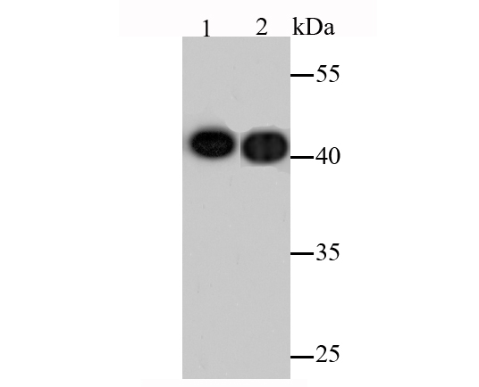 Actin Rabbit mAb