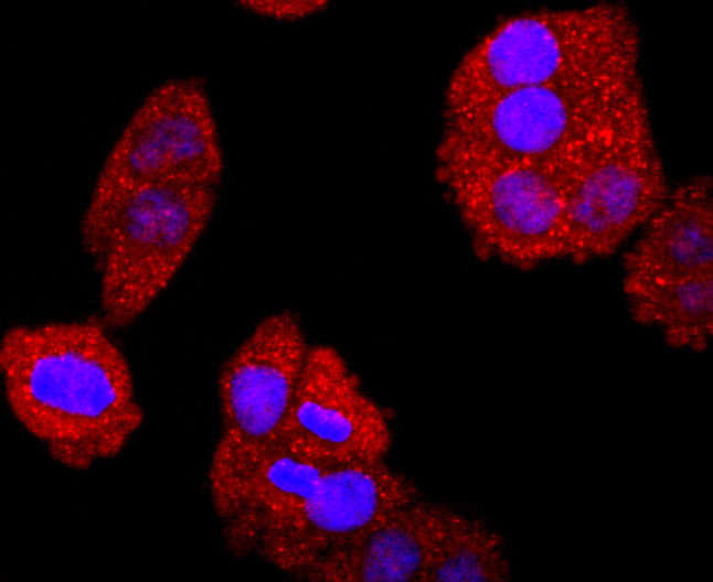 Bcl-2 Rabbit mAb