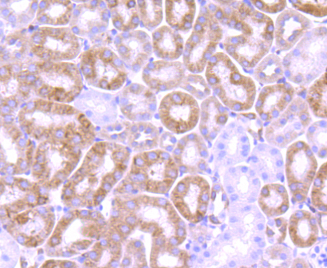 Bcl-2 Rabbit mAb